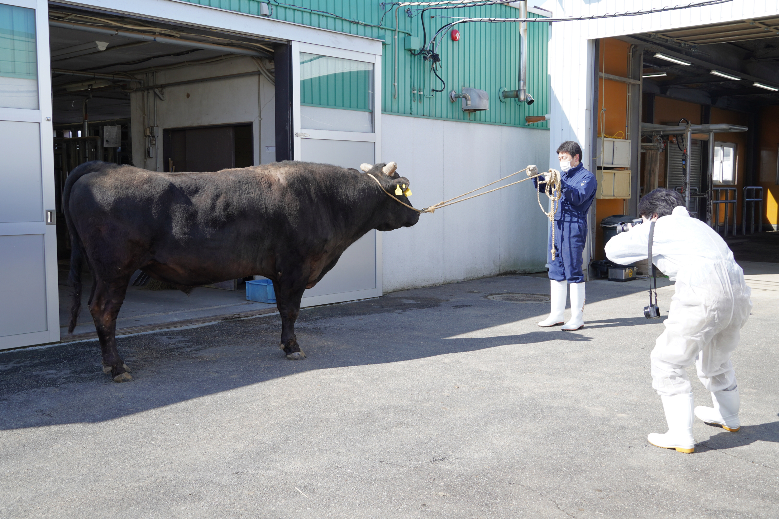ジェネティクス北海道 H黒-277 勝美糸