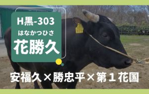 ジェネティクス北海道　H黒-303 花勝久