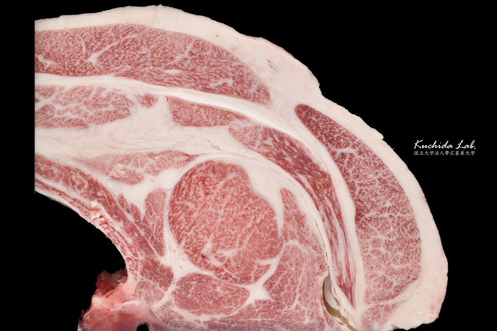 ジェネティクス北海道 梅栄福産子枝肉写真 株式会社徳寿ファーム様 第19回ジェネティクス北海道黒毛和種枝肉共励会