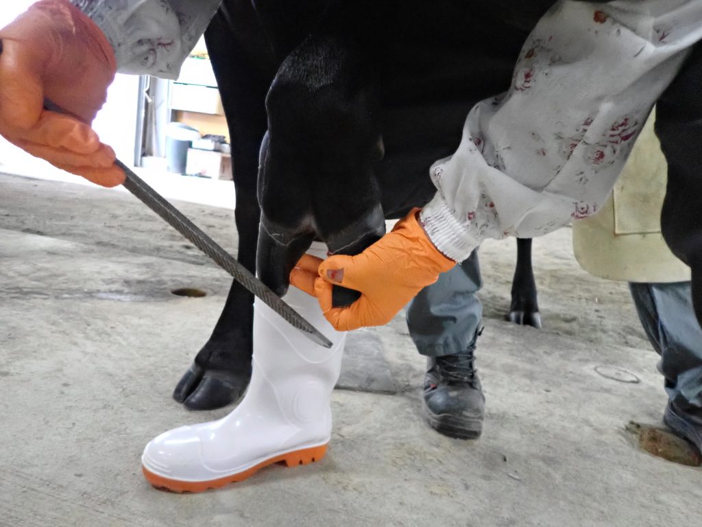 ジェネティクス北海道 H黒-377 北神居